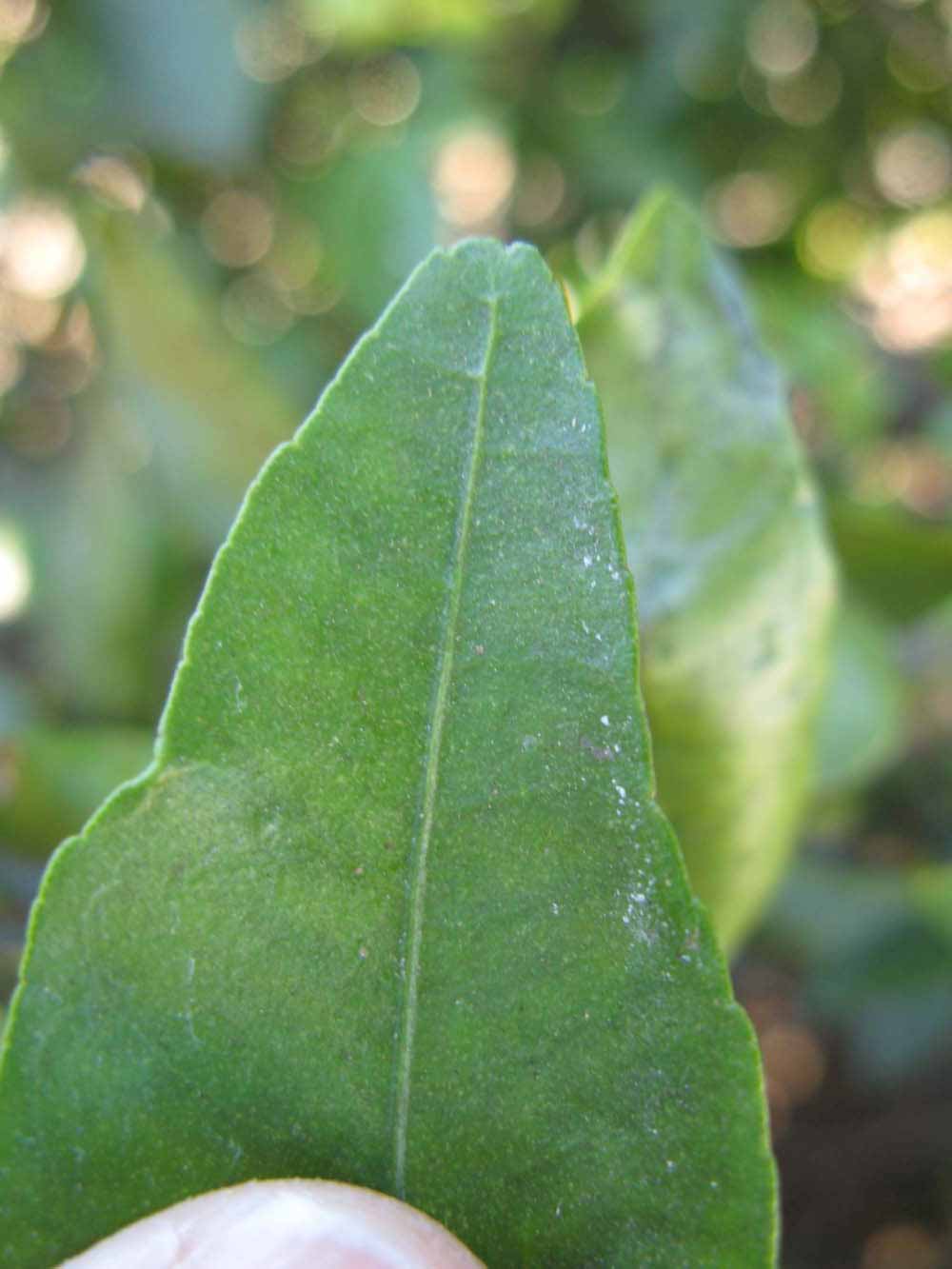              Margin (Winter Haven, FL)       